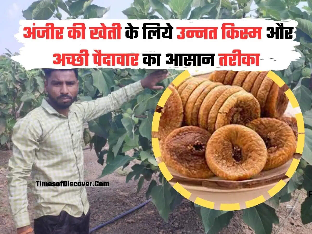 Anjeer Ki Kheti