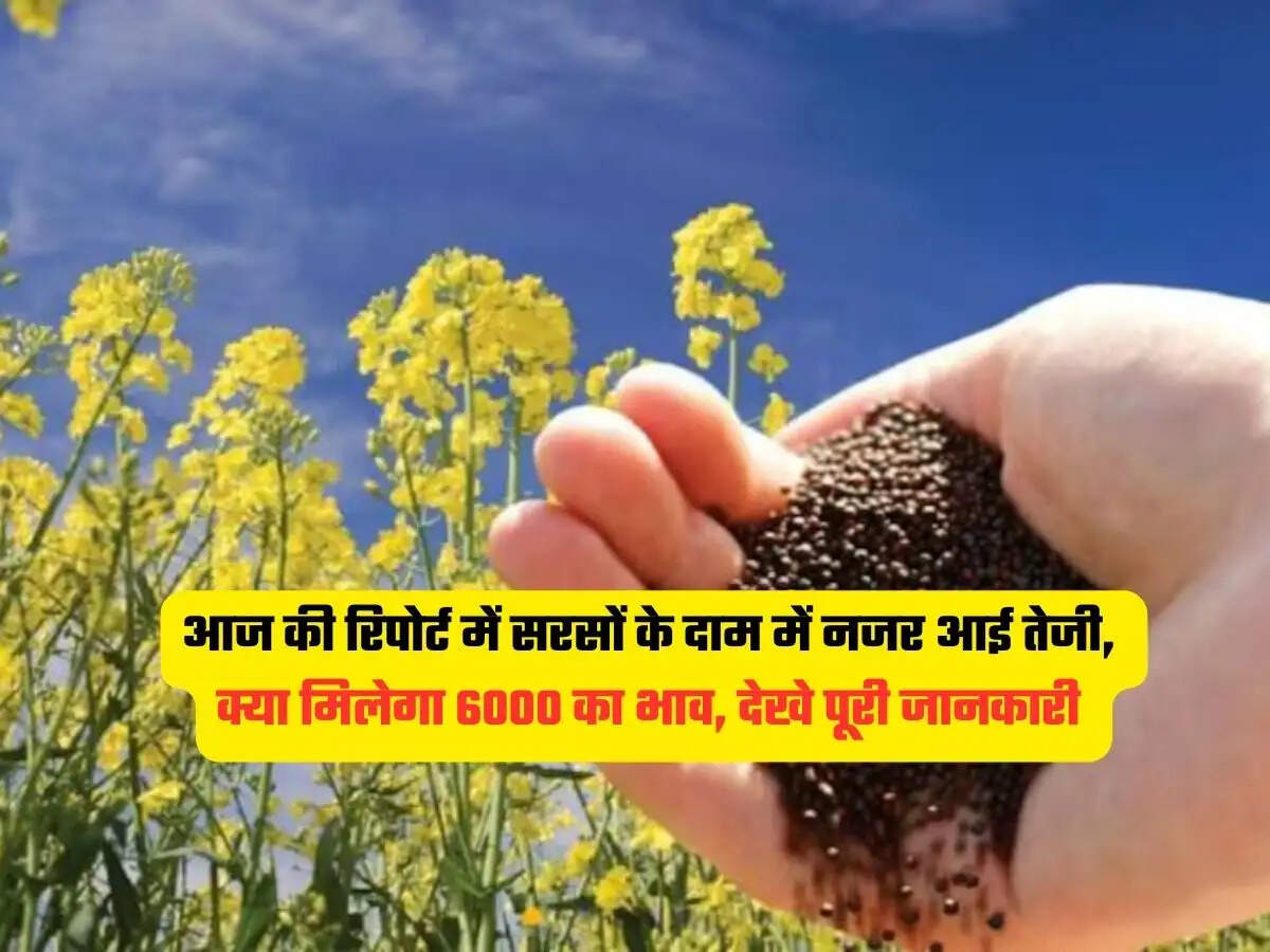 Mandi Bhav